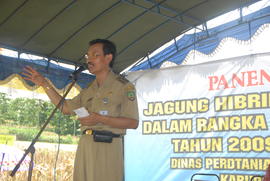 Panen Raya Jagung Hibrida Nusantara