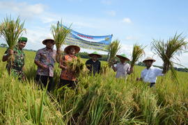 Panen Rara di Kabupaten Blora